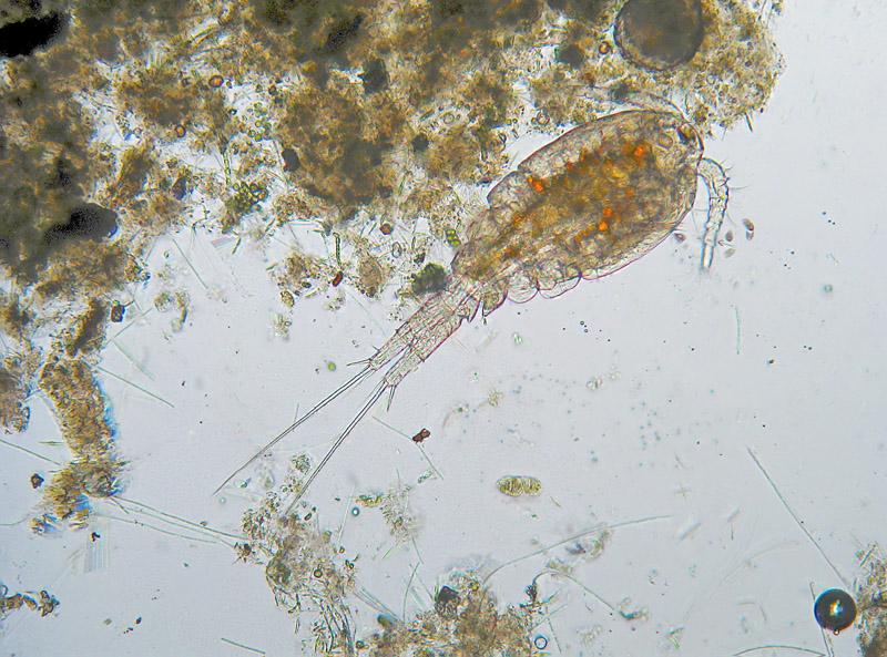 Copepodi